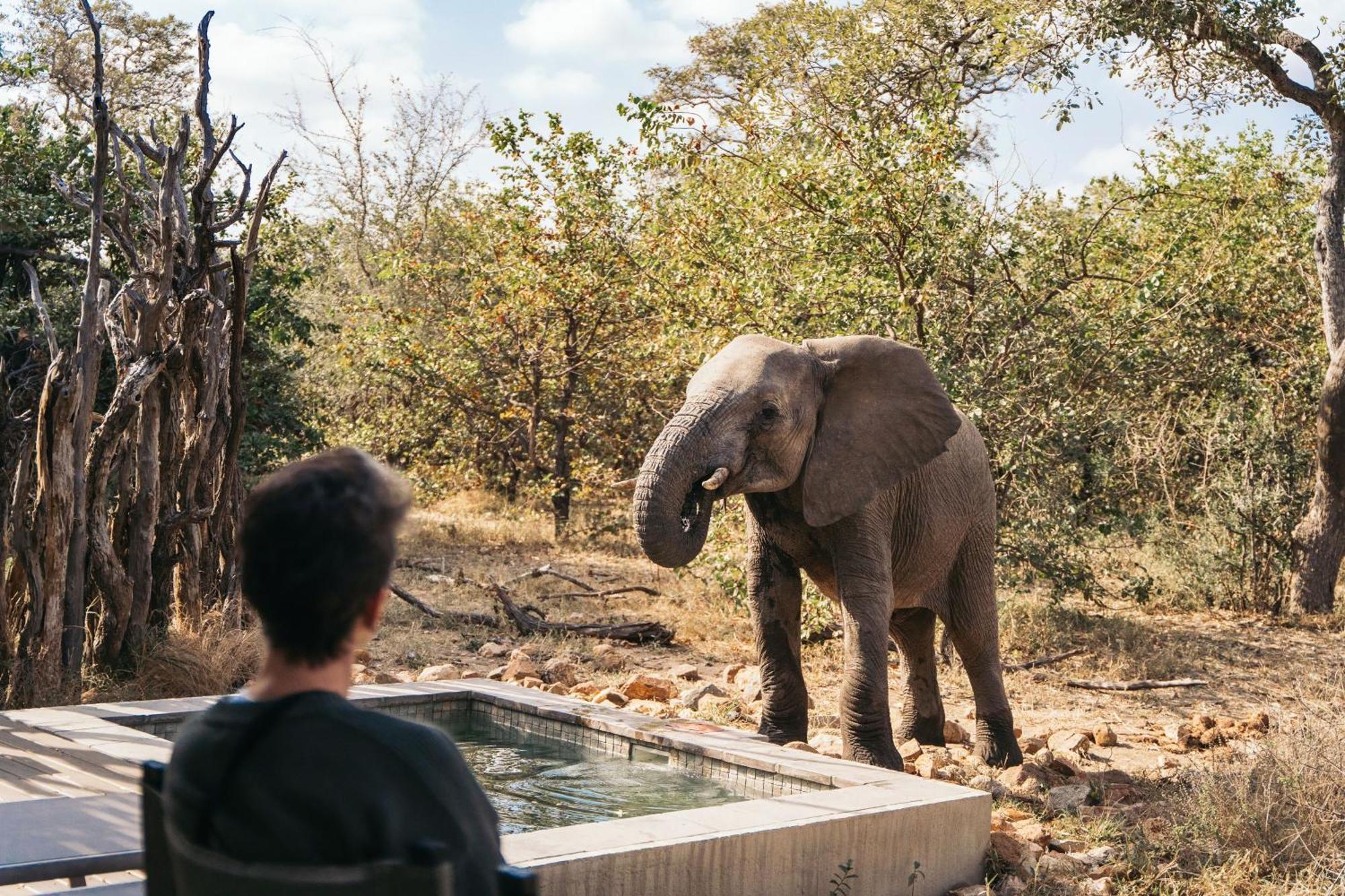 Simbavati River Lodge Timbavati Game Reserve Eksteriør billede