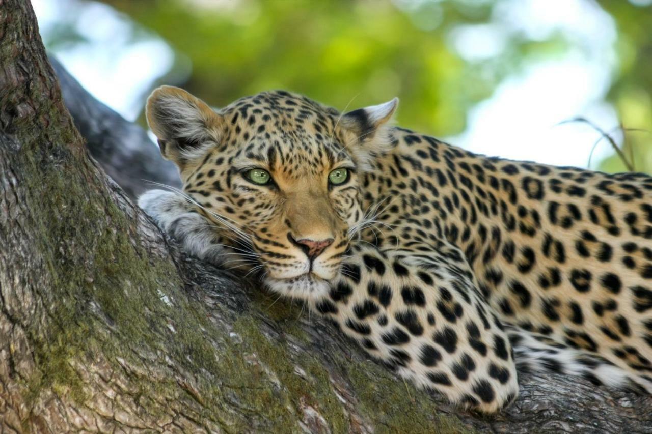 Simbavati River Lodge Timbavati Game Reserve Eksteriør billede