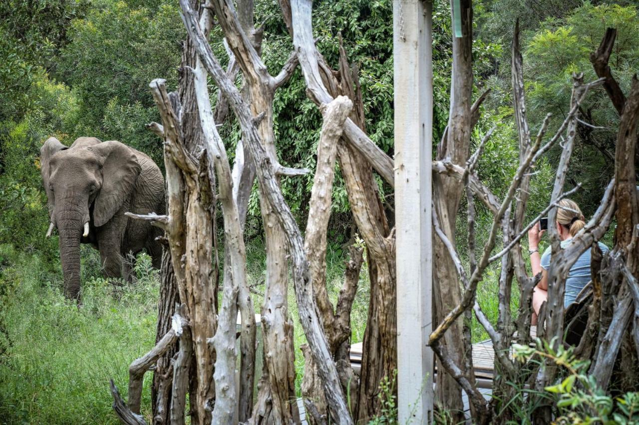 Simbavati River Lodge Timbavati Game Reserve Eksteriør billede