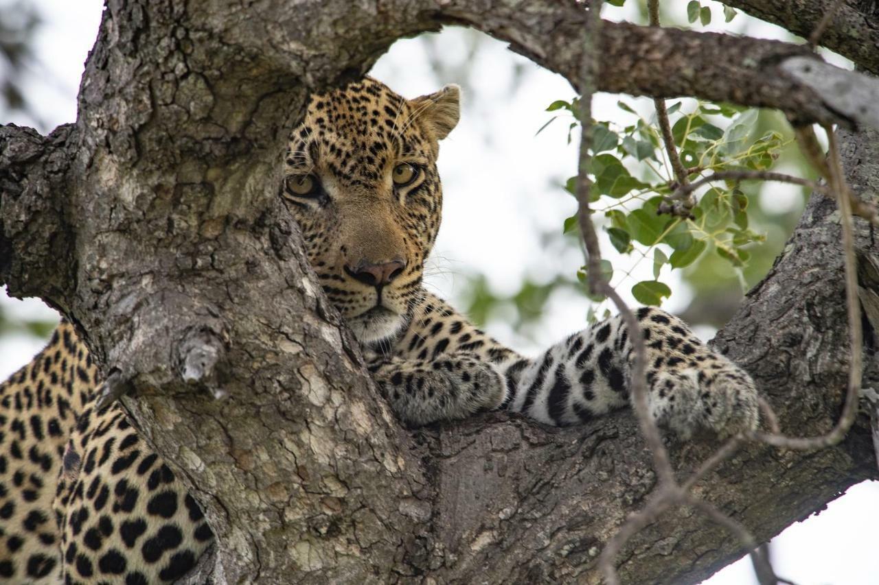 Simbavati River Lodge Timbavati Game Reserve Eksteriør billede