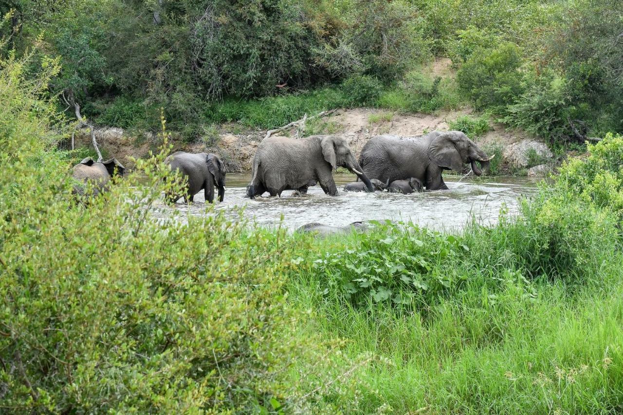 Simbavati River Lodge Timbavati Game Reserve Eksteriør billede
